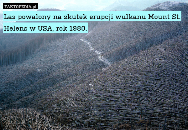 Las powalony na skutek erupcji wulkanu Mount St. Helens w USA, rok 1980. 