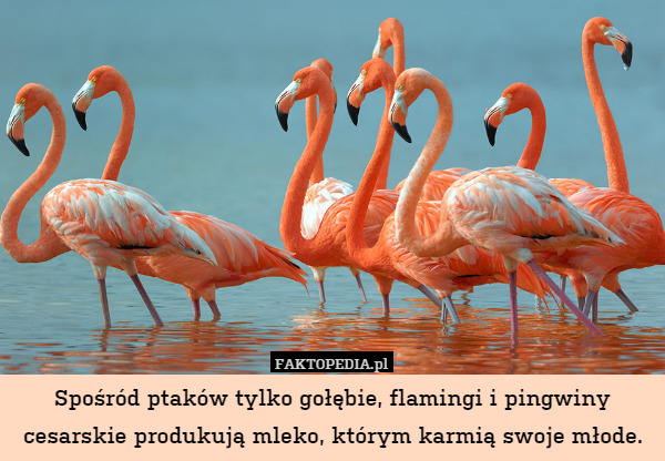 Spośród ptaków tylko gołębie, flamingi i pingwiny cesarskie produkują mleko, którym karmią swoje młode. 