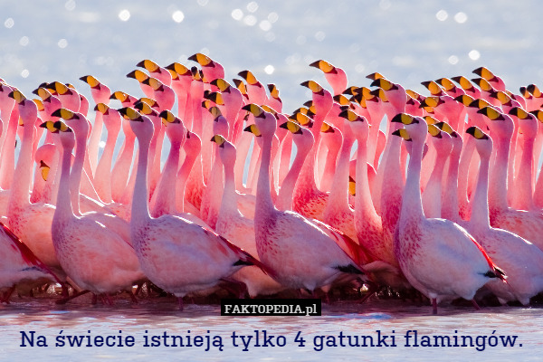 Na świecie istnieją tylko 4 gatunki flamingów. 