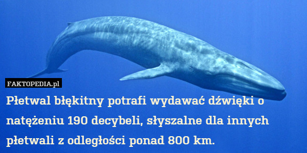 Płetwal błękitny potrafi wydawać dźwięki o natężeniu 190 decybeli, słyszalne dla innych płetwali z odległości ponad 800 km. 