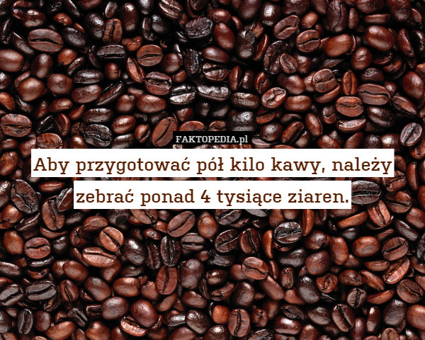 Aby przygotować pół kilo kawy, należy zebrać ponad 4 tysiące ziaren. 