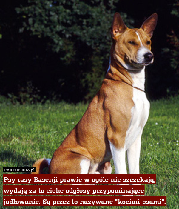 Psy rasy Basenji prawie w ogóle nie szczekają, wydają za to ciche odgłosy przypominające jodłowanie. Są przez to nazywane "kocimi psami". 
