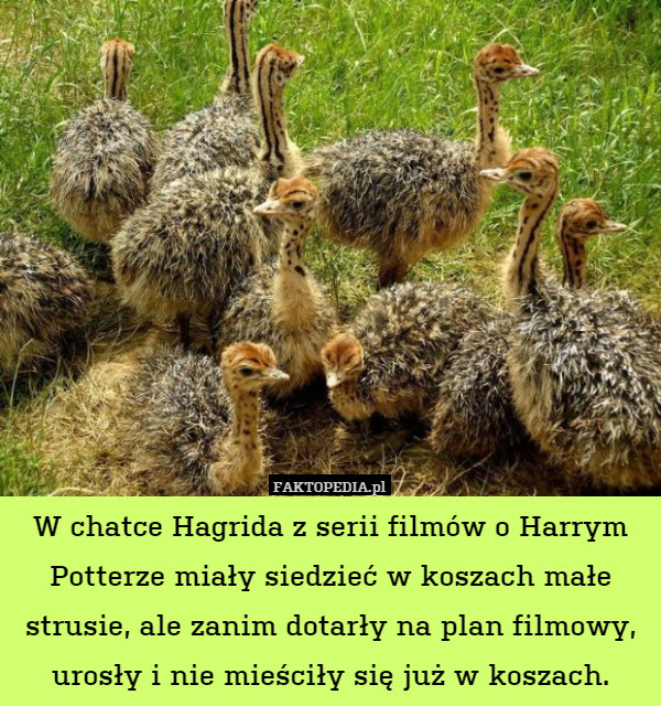 W chatce Hagrida z serii filmów o Harrym Potterze miały siedzieć w koszach małe strusie, ale zanim dotarły na plan filmowy, urosły i nie mieściły się już w koszach. 