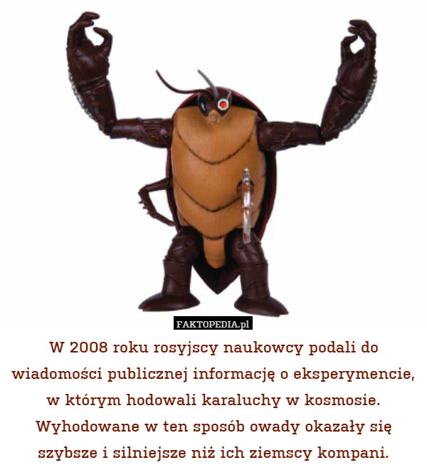 W 2008 roku rosyjscy naukowcy podali do wiadomości publicznej informację o eksperymencie, w którym hodowali karaluchy w kosmosie. Wyhodowane w ten sposób owady okazały się szybsze i silniejsze niż ich ziemscy kompani. 