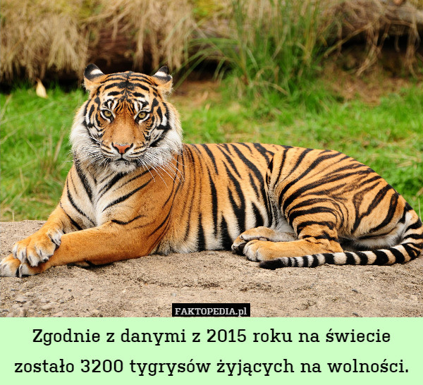 Zgodnie z danymi z 2015 roku na świecie zostało 3200 tygrysów żyjących na wolności. 