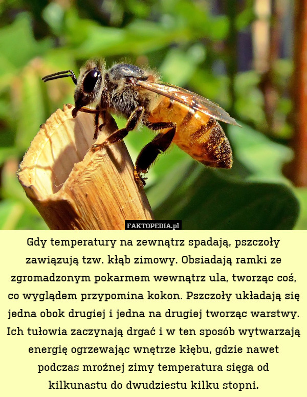 Gdy temperatury na zewnątrz spadają, pszczoły zawiązują tzw. kłąb zimowy. Obsiadają ramki ze zgromadzonym pokarmem wewnątrz ula, tworząc coś, co wyglądem przypomina kokon. Pszczoły układają się jedna obok drugiej i jedna na drugiej tworząc warstwy. Ich tułowia zaczynają drgać i w ten sposób wytwarzają energię ogrzewając wnętrze kłębu, gdzie nawet podczas mroźnej zimy temperatura sięga od
kilkunastu do dwudziestu kilku stopni. 