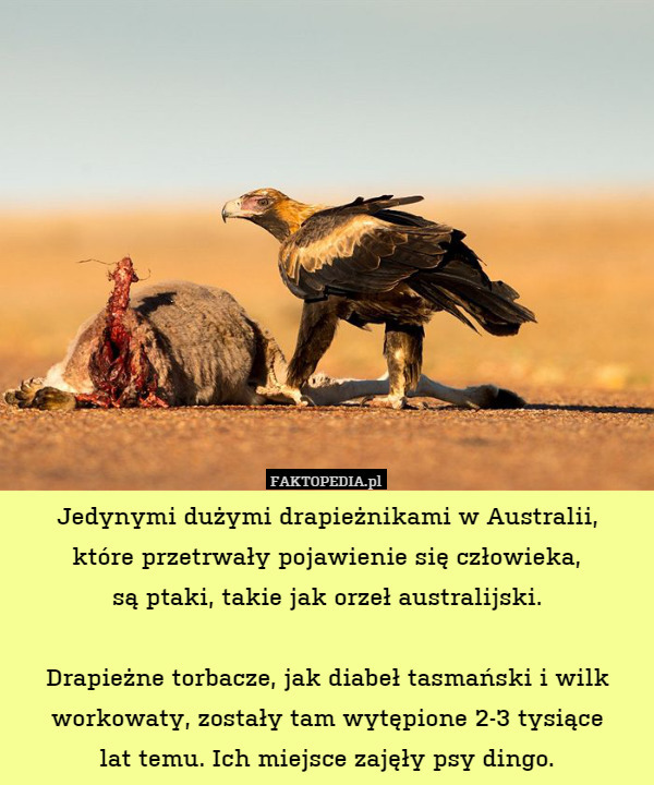 Jedynymi dużymi drapieżnikami w Australii,
które przetrwały pojawienie się człowieka,
są ptaki, takie jak orzeł australijski.

Drapieżne torbacze, jak diabeł tasmański i wilk workowaty, zostały tam wytępione 2-3 tysiące
lat temu. Ich miejsce zajęły psy dingo. 