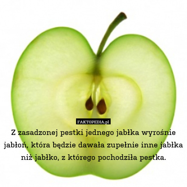 Z zasadzonej pestki jednego jabłka wyrośnie jabłoń, która będzie dawała zupełnie inne jabłka niż jabłko, z którego pochodziła pestka. 