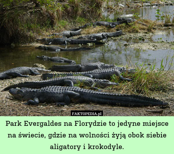 Park Evergaldes na Florydzie to jedyne miejsce na świecie, gdzie na wolności żyją obok siebie aligatory i krokodyle. 