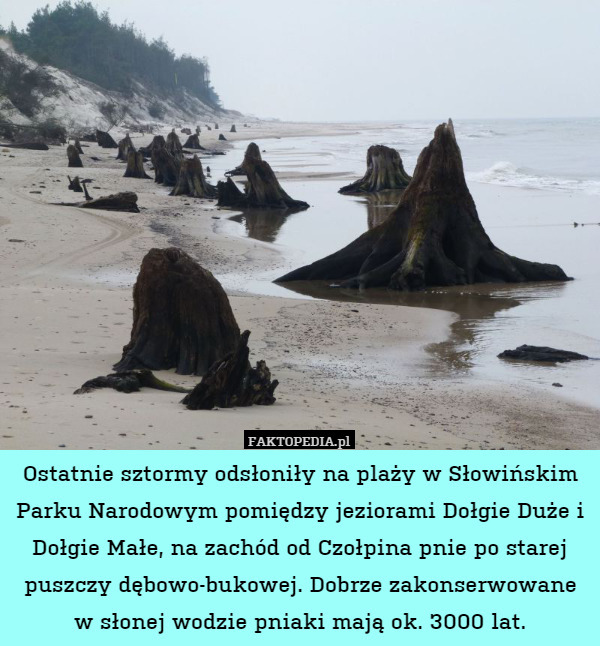 Ostatnie sztormy odsłoniły na plaży w Słowińskim Parku Narodowym pomiędzy jeziorami Dołgie Duże i Dołgie Małe, na zachód od Czołpina pnie po starej puszczy dębowo-bukowej. Dobrze zakonserwowane w słonej wodzie pniaki mają ok. 3000 lat. 