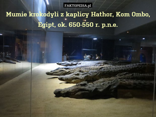 Mumie krokodyli z kaplicy Hathor, Kom Ombo, Egipt, ok. 650-550 r. p.n.e. 