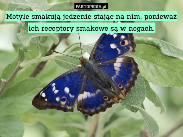 Motyle smakują jedzenie stając na nim, ponieważ ich receptory smakowe są w nogach. 