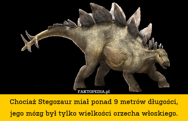 Chociaż Stegozaur miał ponad 9 metrów długości, jego mózg był tylko wielkości orzecha włoskiego. 