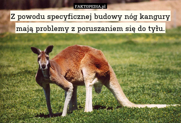 Z powodu specyficznej budowy nóg kangury mają problemy z poruszaniem się do tyłu. 