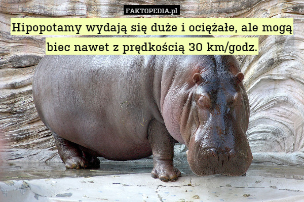 Hipopotamy wydają się duże i ociężałe, ale mogą biec nawet z prędkością 30 km/godz. 