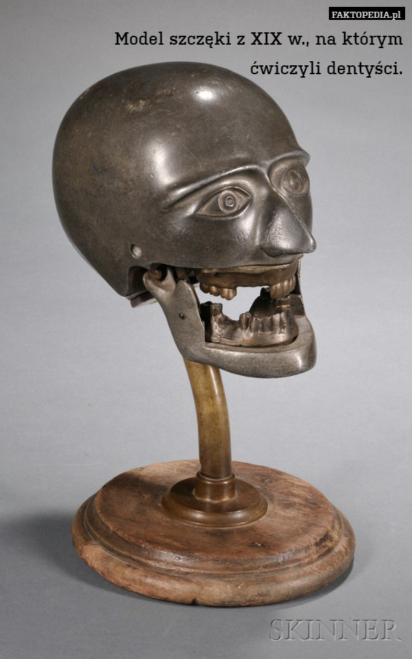 Model szczęki z XIX w., na którym
ćwiczyli dentyści. 