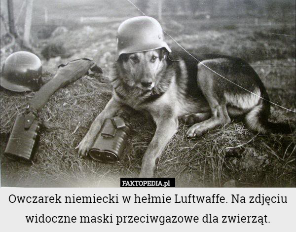 Owczarek niemiecki w hełmie Luftwaffe. Na zdjęciu widoczne maski przeciwgazowe dla zwierząt. 