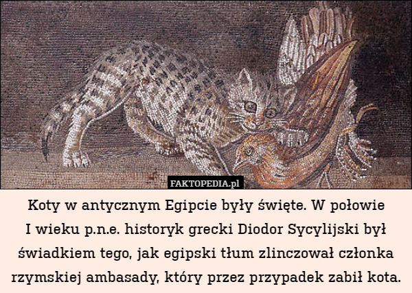 Koty w antycznym Egipcie były święte. W połowie
I wieku p.n.e. historyk grecki Diodor Sycylijski był świadkiem tego, jak egipski tłum zlinczował członka rzymskiej ambasady, który przez przypadek zabił kota. 