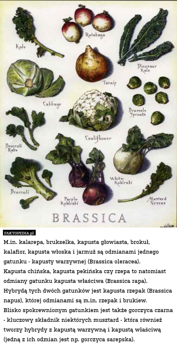 M.in. kalarepa, brukselka, kapusta głowiasta, brokuł, kalafior, kapusta włoska i jarmuż są odmianami jednego gatunku - kapusty warzywnej (Brassica oleracea).
Kapusta chińska, kapusta pekińska czy rzepa to natomiast odmiany gatunku kapusta właściwa (Brassica rapa).
Hybrydą tych dwóch gatunków jest kapusta rzepak (Brassica napus), której odmianami są m.in. rzepak i brukiew.
Blisko spokrewnionym gatunkiem jest także gorczyca czarna - kluczowy składnik niektórych musztard - która również tworzy hybrydy z kapustą warzywną i kapustą właściwą (jedną z ich odmian jest np. gorczyca sarepska). 