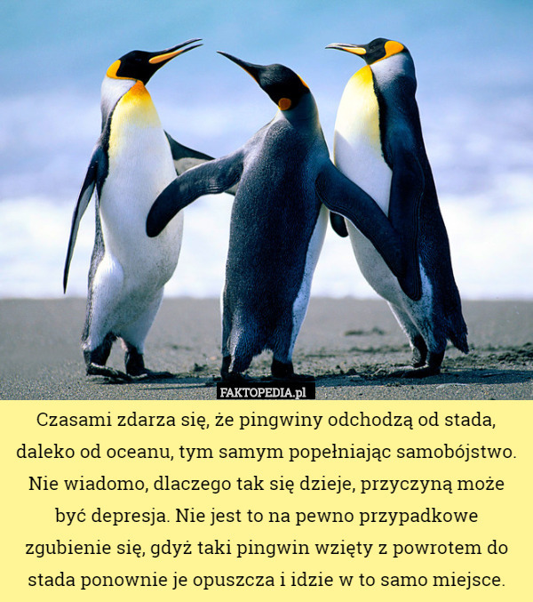 Czasami zdarza się, że pingwiny odchodzą od stada, daleko od oceanu, tym samym popełniając samobójstwo. Nie wiadomo, dlaczego tak się dzieje, przyczyną może być depresja. Nie jest to na pewno przypadkowe zgubienie się, gdyż taki pingwin wzięty z powrotem do stada ponownie je opuszcza i idzie w to samo miejsce. 