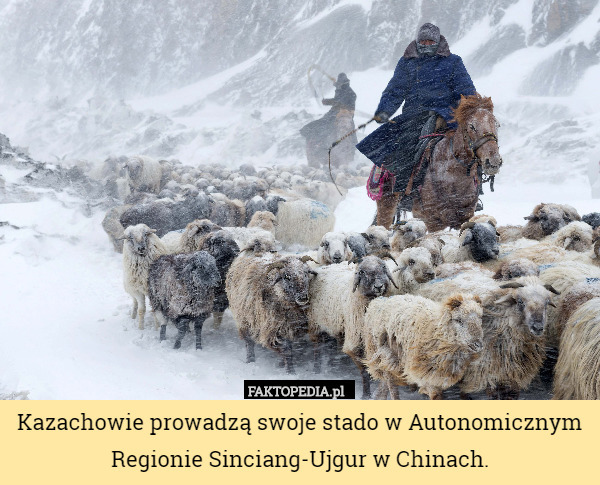 Kazachowie prowadzą swoje stado w Autonomicznym Regionie Sinciang-Ujgur w Chinach. 