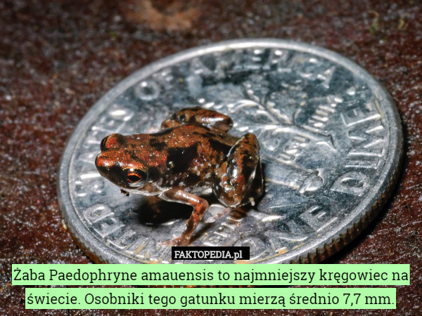 Żaba Paedophryne amauensis to najmniejszy kręgowiec na świecie. Osobniki tego gatunku mierzą średnio 7,7 mm. 