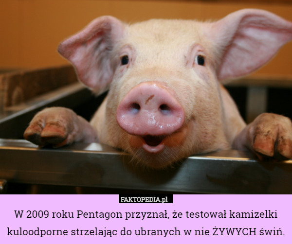 W 2009 roku Pentagon przyznał, że testował kamizelki kuloodporne strzelając do ubranych w nie ŻYWYCH świń. 