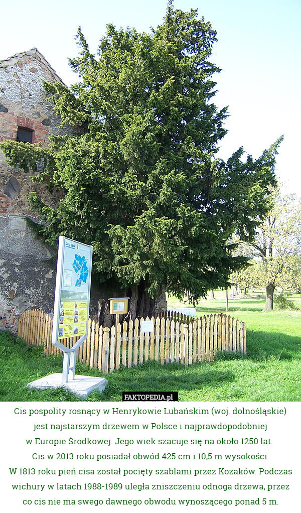 Cis pospolity rosnący w Henrykowie Lubańskim (woj. dolnośląskie) jest najstarszym drzewem w Polsce i najprawdopodobniej
w Europie Środkowej. Jego wiek szacuje się na około 1250 lat. 
Cis w 2013 roku posiadał obwód 425 cm i 10,5 m wysokości.
W 1813 roku pień cisa został pocięty szablami przez Kozaków. Podczas wichury w latach 1988-1989 uległa zniszczeniu odnoga drzewa, przez co cis nie ma swego dawnego obwodu wynoszącego ponad 5 m. 