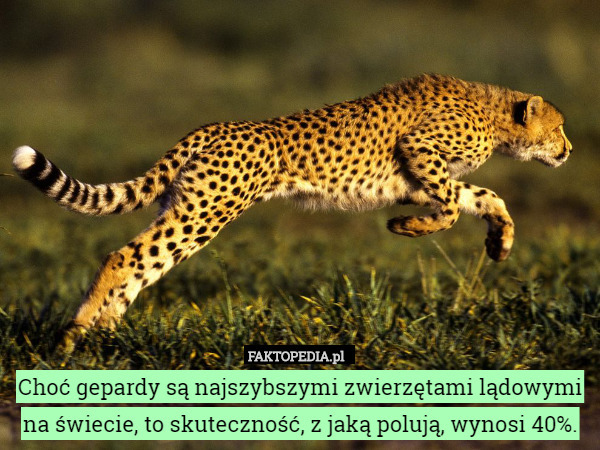 Choć gepardy są najszybszymi zwierzętami lądowymi na świecie, to skuteczność, z jaką polują, wynosi 40%. 