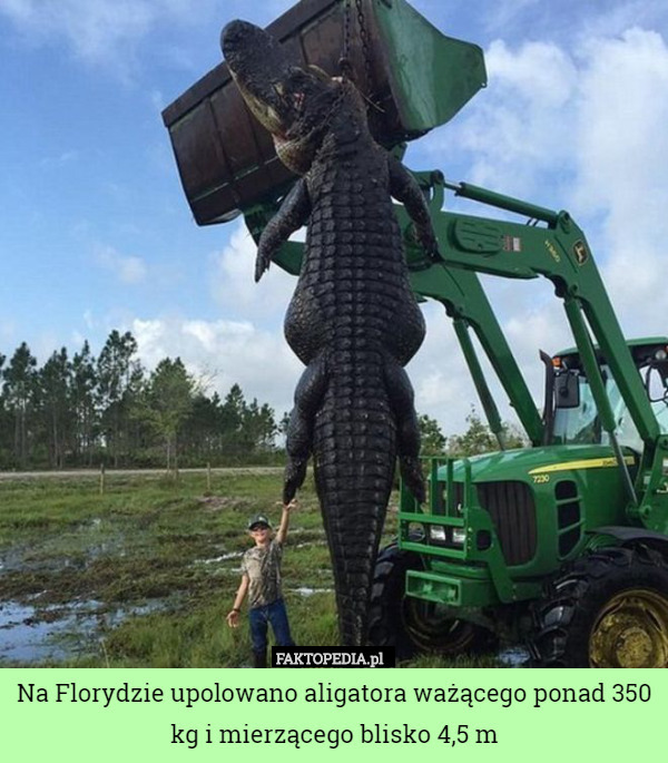 Na Florydzie upolowano aligatora ważącego ponad 350 kg i mierzącego blisko 4,5 m 