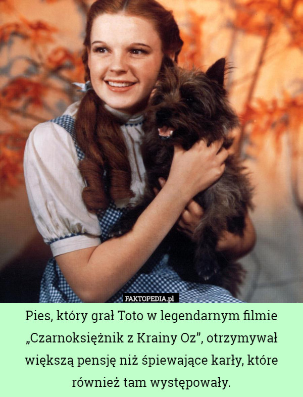 Pies, który grał Toto w legendarnym filmie „Czarnoksiężnik z Krainy Oz”, otrzymywał większą pensję niż śpiewające karły, które również tam występowały. 