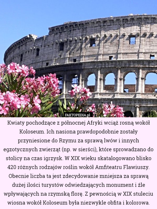 Kwiaty pochodzące z północnej Afryki wciąż rosną wokół Koloseum. Ich nasiona prawdopodobnie zostały przyniesione do Rzymu za sprawą lwów i innych egzotycznych zwierząt (np. w sierści), które sprowadzano do stolicy na czas igrzysk. W XIX wieku skatalogowano blisko 420 różnych rodzajów roślin wokół Amfiteatru Flawiuszy. Obecnie liczba ta jest zdecydowanie mniejsza za sprawą dużej ilości turystów odwiedzających monument i źle wpływających na rzymską florę. Z pewnością w XIX stuleciu wiosna wokół Koloseum była niezwykle obfita i kolorowa. 