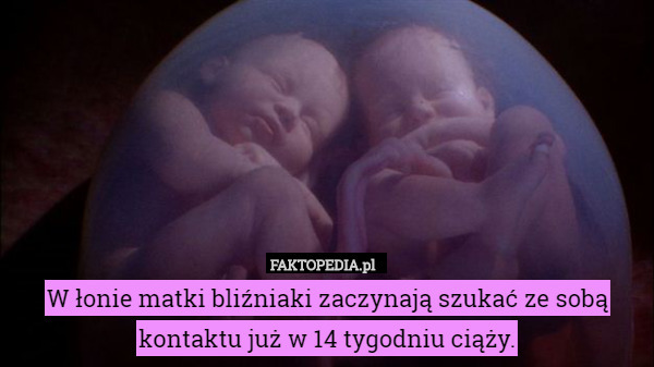 W łonie matki bliźniaki zaczynają szukać ze sobą kontaktu już w 14 tygodniu ciąży. 