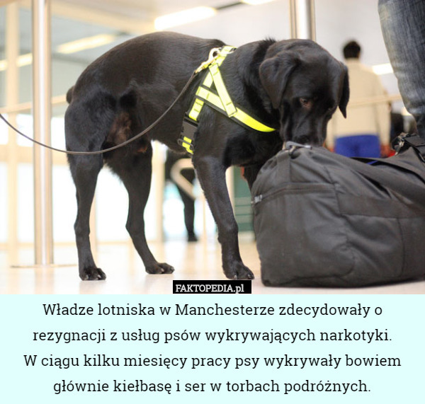 Władze lotniska w Manchesterze zdecydowały o rezygnacji z usług psów wykrywających narkotyki.
W ciągu kilku miesięcy pracy psy wykrywały bowiem głównie kiełbasę i ser w torbach podróżnych. 