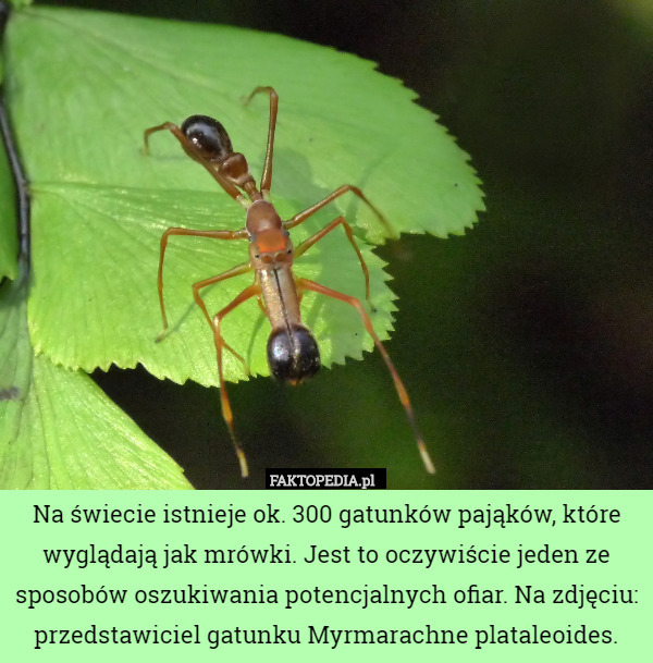 Na świecie istnieje ok. 300 gatunków pająków, które wyglądają jak mrówki. Jest to oczywiście jeden ze sposobów oszukiwania potencjalnych ofiar. Na zdjęciu: przedstawiciel gatunku Myrmarachne plataleoides. 