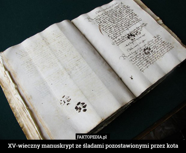 XV-wieczny manuskrypt ze śladami pozostawionymi przez kota 