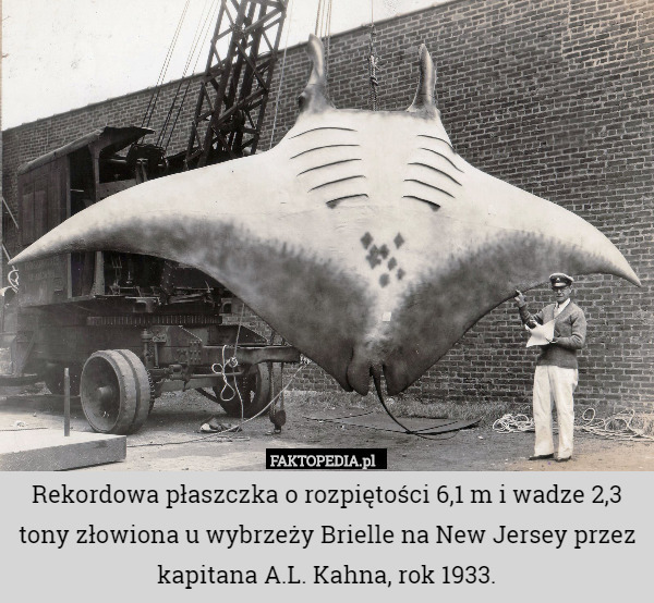 Rekordowa płaszczka o rozpiętości 6,1 m i wadze 2,3 tony złowiona u wybrzeży Brielle na New Jersey przez kapitana A.L. Kahna, rok 1933. 