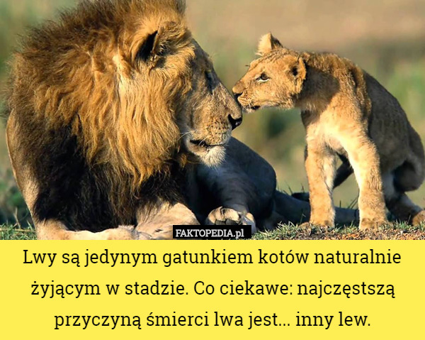 Lwy są jedynym gatunkiem kotów naturalnie żyjącym w stadzie. Co ciekawe: najczęstszą przyczyną śmierci lwa jest... inny lew. 