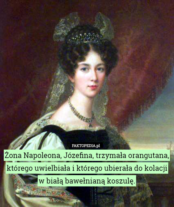 Żona Napoleona, Józefina, trzymała orangutana, którego uwielbiała i którego ubierała do kolacji w białą bawełnianą koszulę. 