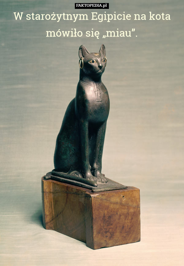 W starożytnym Egipicie na kota mówiło się „miau”. 