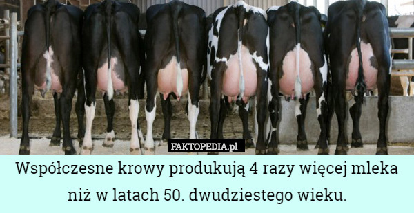 Współczesne krowy produkują 4 razy więcej mleka niż w latach 50. dwudziestego wieku. 