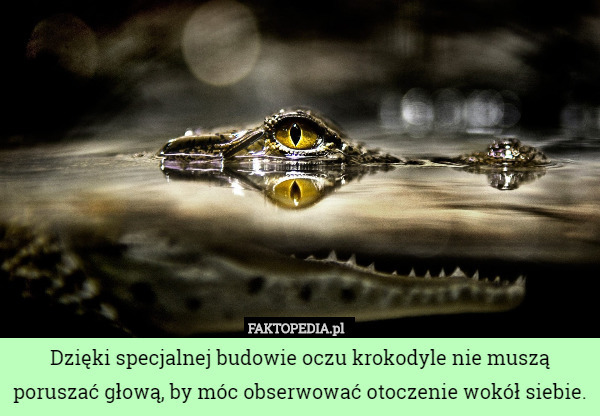 Dzięki specjalnej budowie oczu krokodyle nie muszą poruszać głową, by móc obserwować otoczenie wokół siebie. 