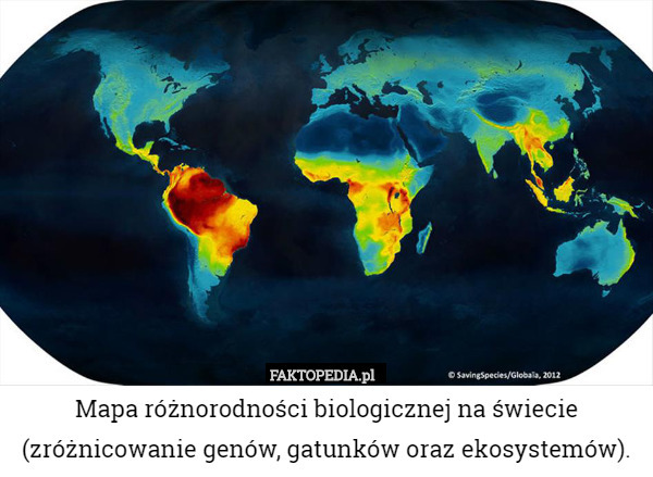 Mapa różnorodności biologicznej na świecie (zróżnicowanie genów, gatunków oraz ekosystemów). 
