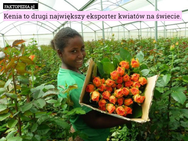 Kenia to drugi największy eksporter kwiatów na świecie. 