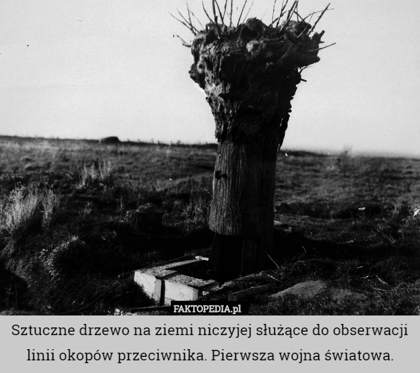 Sztuczne drzewo na ziemi niczyjej służące do obserwacji linii okopów przeciwnika. Pierwsza wojna światowa. 