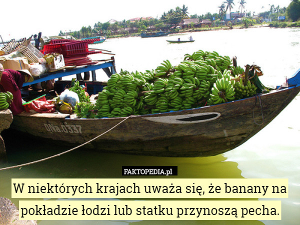 W niektórych krajach uważa się, że banany na pokładzie łodzi lub statku przynoszą pecha. 