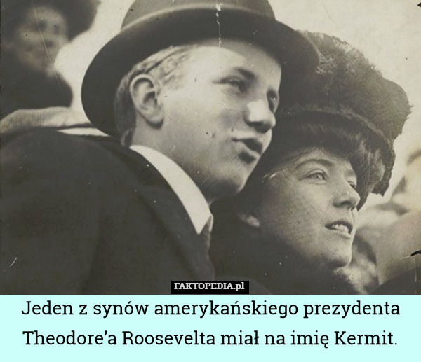 Jeden z synów amerykańskiego prezydenta Theodore’a Roosevelta miał na imię Kermit. 