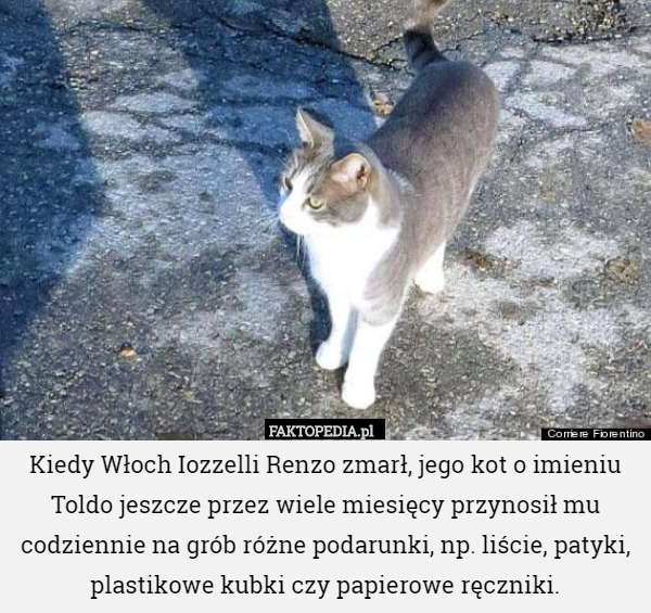 Kiedy Włoch Iozzelli Renzo zmarł, jego kot o imieniu Toldo jeszcze przez wiele miesięcy przynosił mu codziennie na grób różne podarunki, np. liście, patyki, plastikowe kubki czy papierowe ręczniki. 