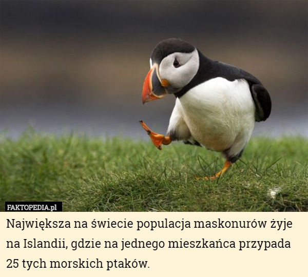 Największa na świecie populacja maskonurów żyje na Islandii, gdzie na jednego mieszkańca przypada 25 tych morskich ptaków. 