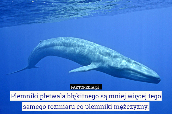 Plemniki płetwala błękitnego są mniej więcej tego samego rozmiaru co plemniki mężczyzny. 